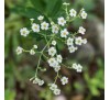 Анис (бедренец анисовый) (30 шт.) / Pimpinella anisum